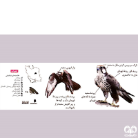 گونه شاهین بلوچی Laggar Falcon